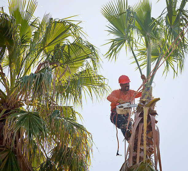 Best Palm Tree Trimming  in Green Valley, SD